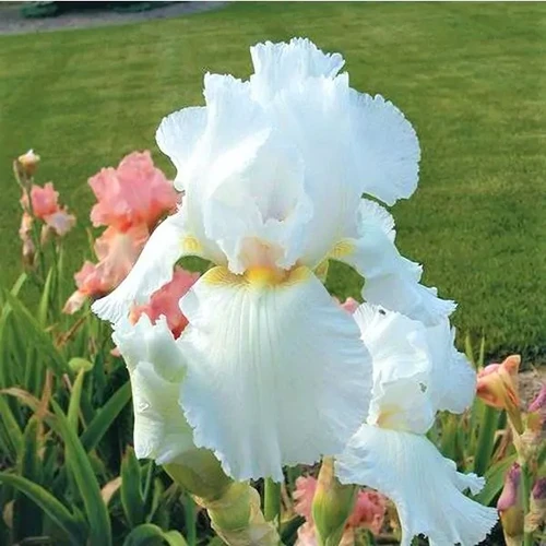 A square image of 'Immortality' bearded iris growing in a garden border.