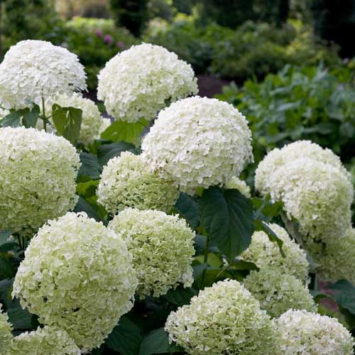 Incrediball Smooth Hydrangea in bloom with balls of white flowers.