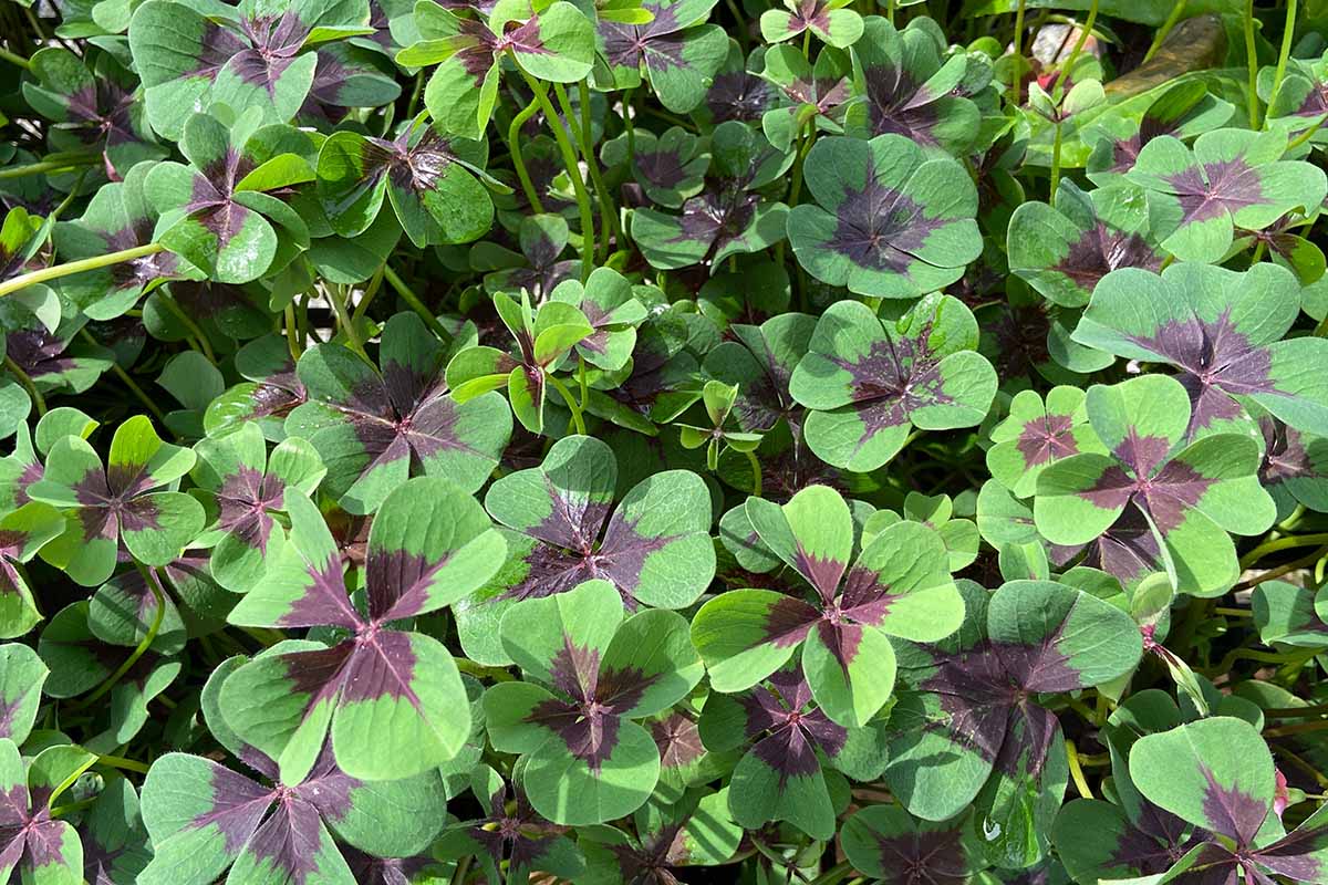 A close up horizontal image of 'Iron Cross' Oxalis tetraphylla growing in the garden pictured in light sunshine.