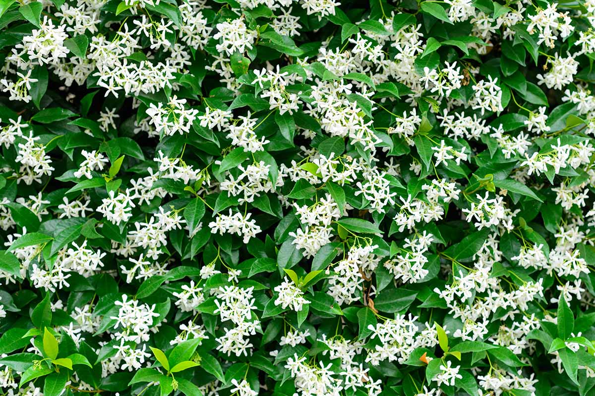 A close up horizontal image of star jasmine growing in the garden.