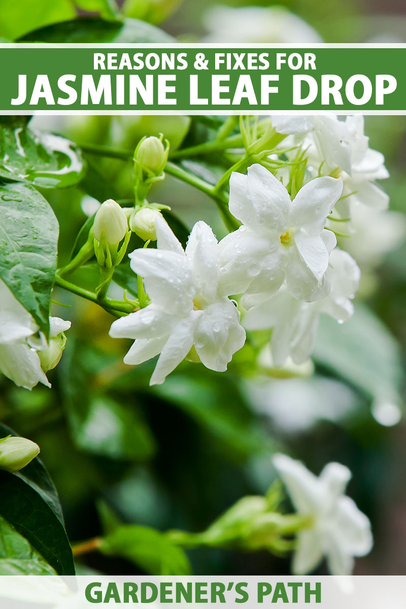 A close up vertical image of white jasmine flowers growing in the garden pictured in light sunshine pictured on a soft focus background. To the top and bottom of the frame is green and white printed text.
