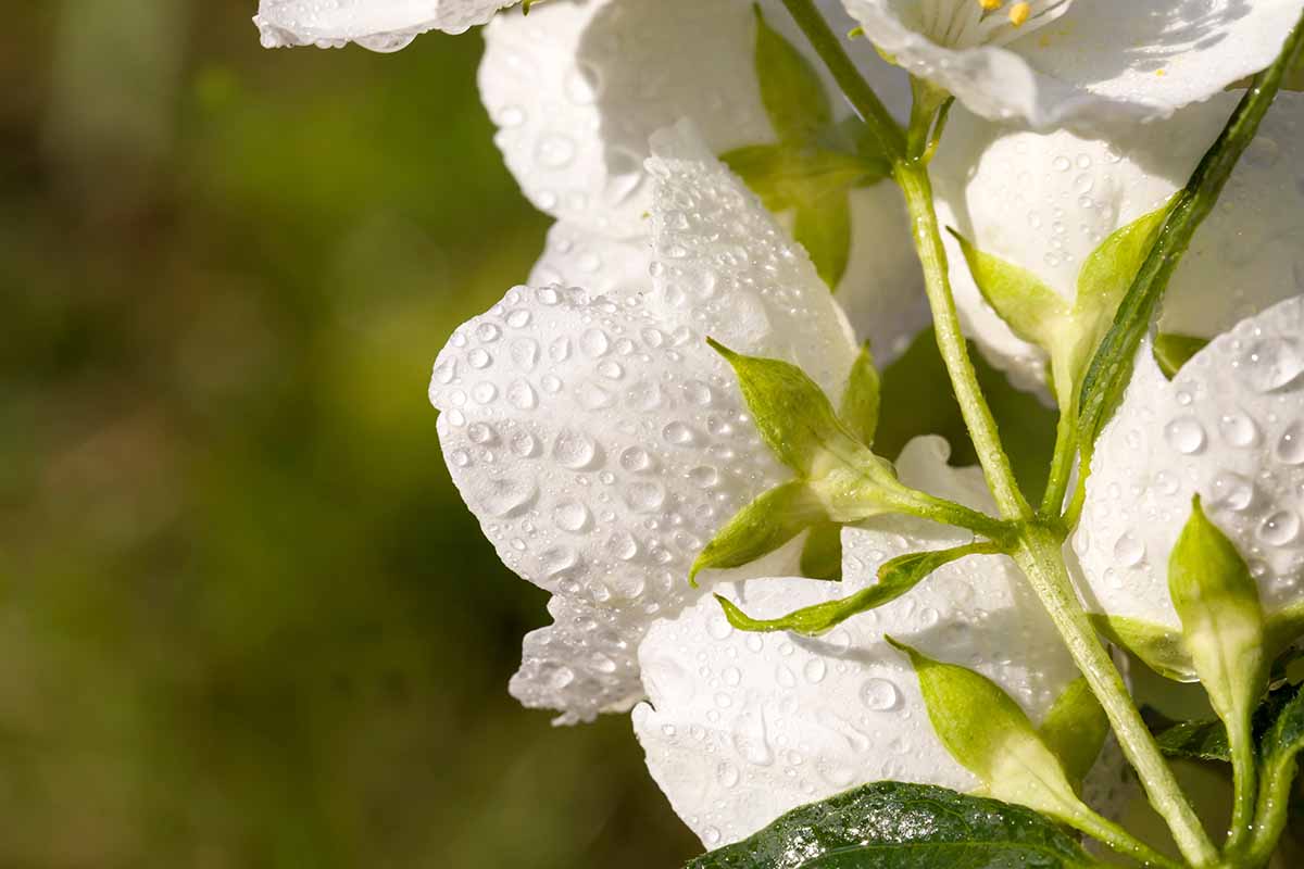 A close up horizontal image of white jasmine flowers with droplets of water on the petals pictured in light sunshine on a soft focus background.