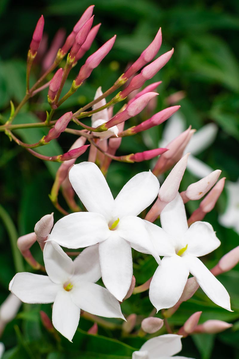 A close up vertical image of jasmine flowers growing in the garden pictured on a soft focus background.