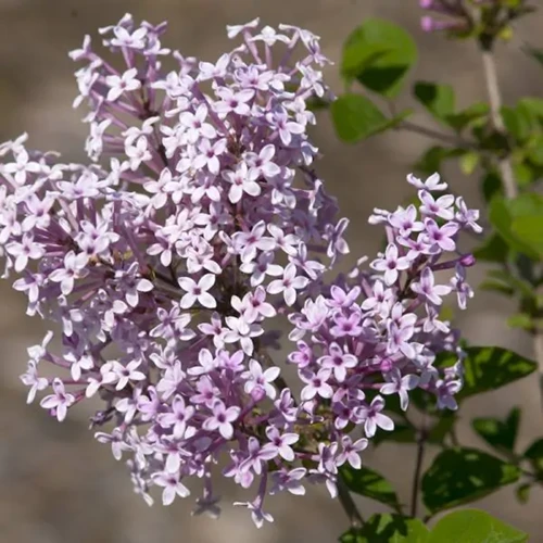 A square image of the light pink flowers of 'Josee' lilac pictured on a soft focus background.