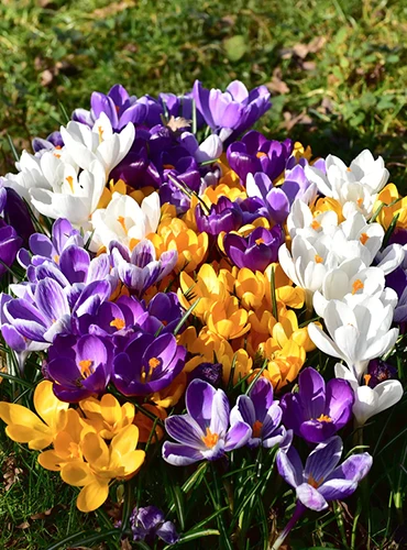 A vertical image of different colored crocuses pictured in bright sunshine.