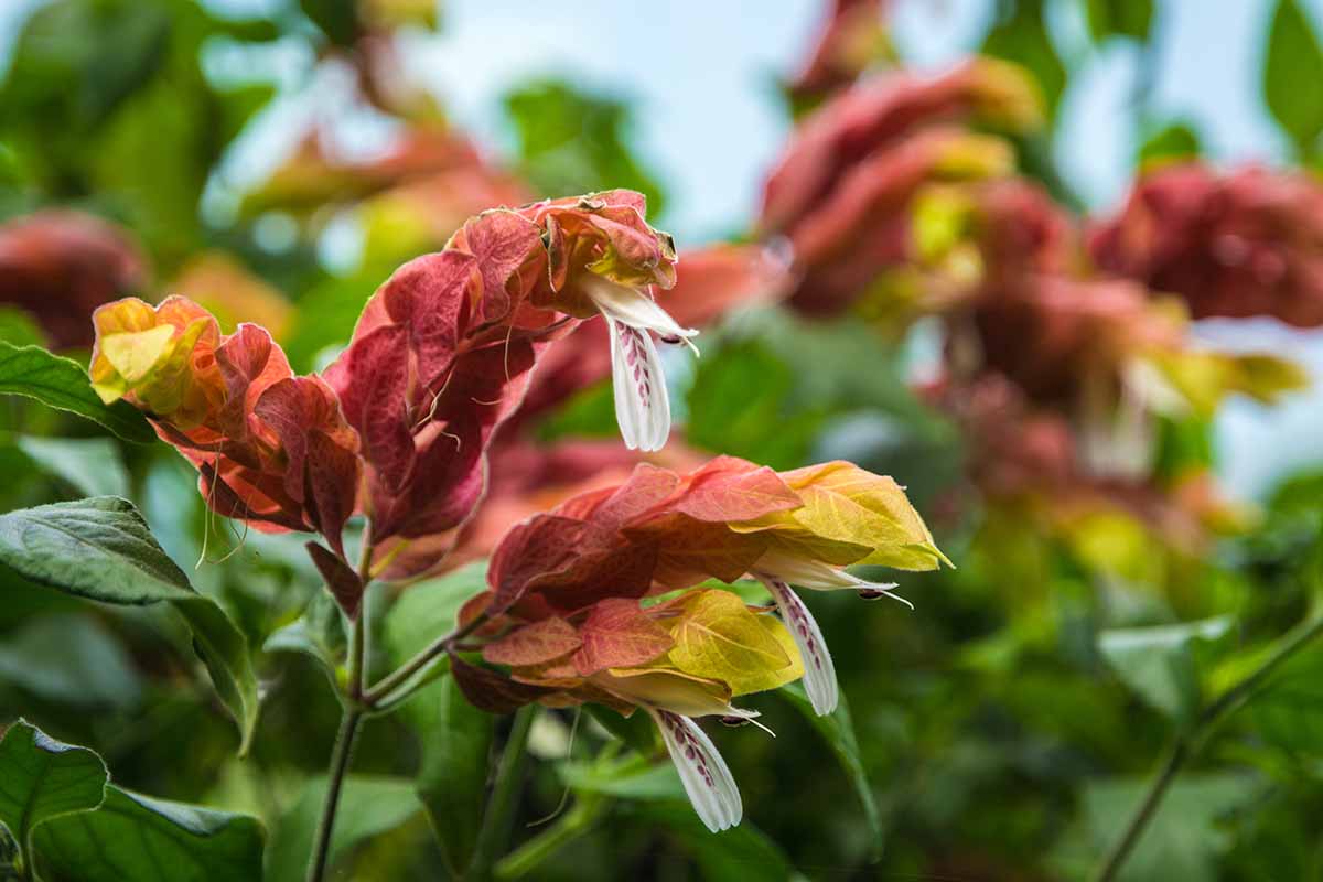 A horizontal image of a shrimp plant in full bloom, growing in the garden.