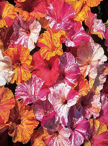A vertical image of Mirabilis jalapa 'Kaleidoscope' flowers pictured in bright sunshine.
