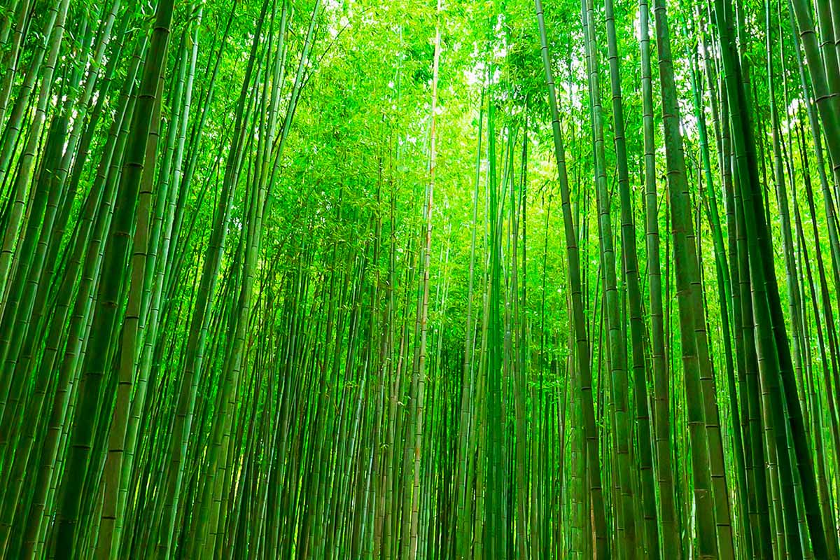 A horizontal image of a thick bamboo forest.