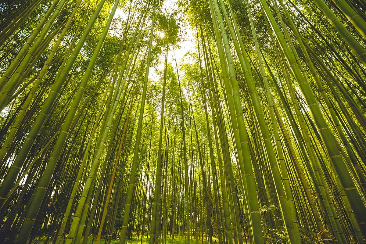 A horizontal image of the view through a large bamboo grove with sun filtering through the canopy.