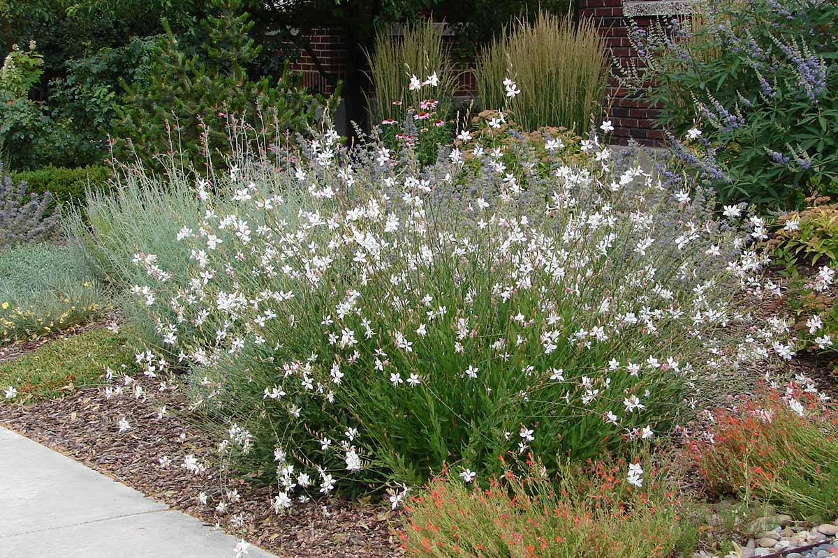 A horizontal image of a large clump of white gaura growing in a garden border.