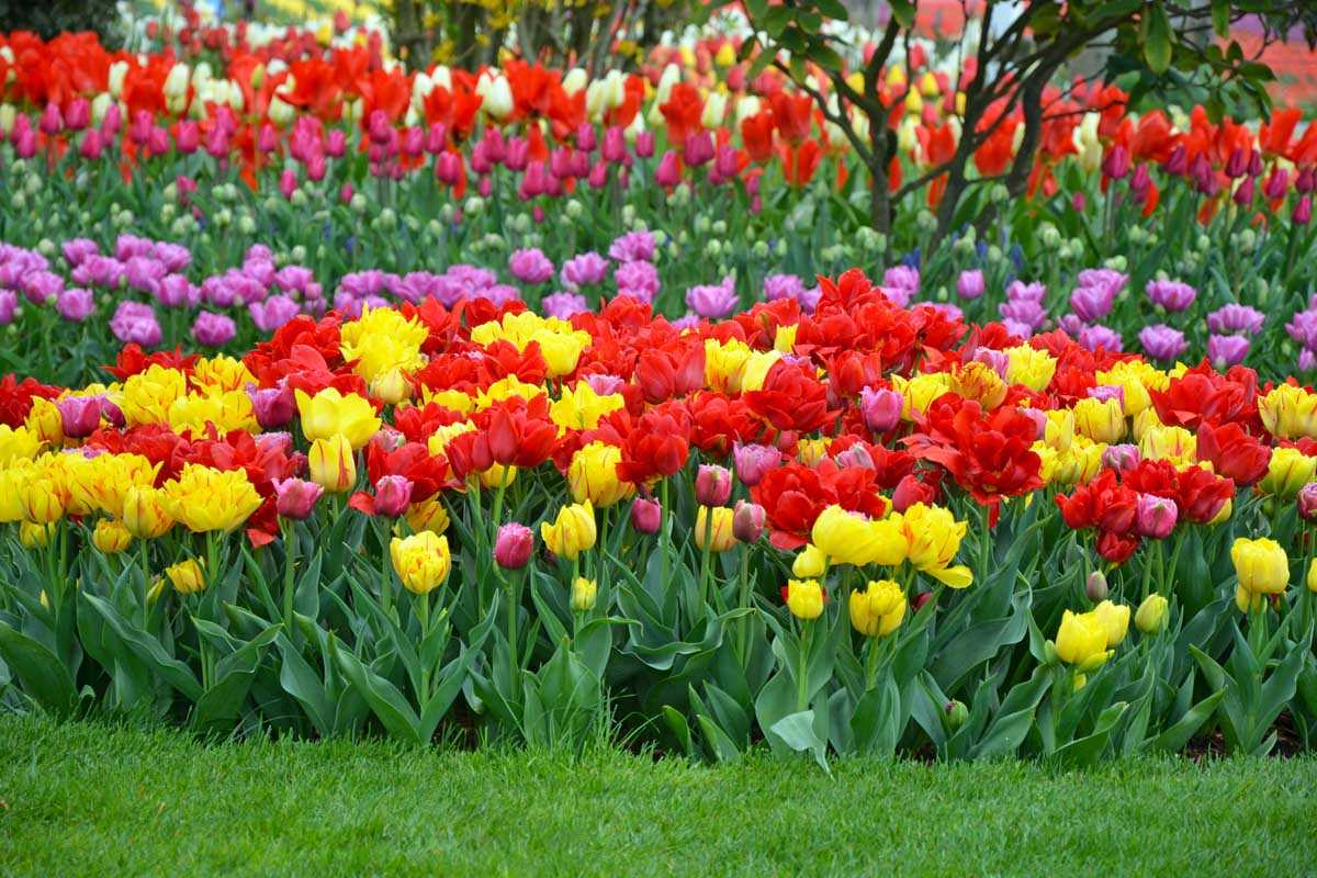 A close up of various different colored tulips growing in a mass planting in a field in springtime, with the short grass of a lawn in front of them.