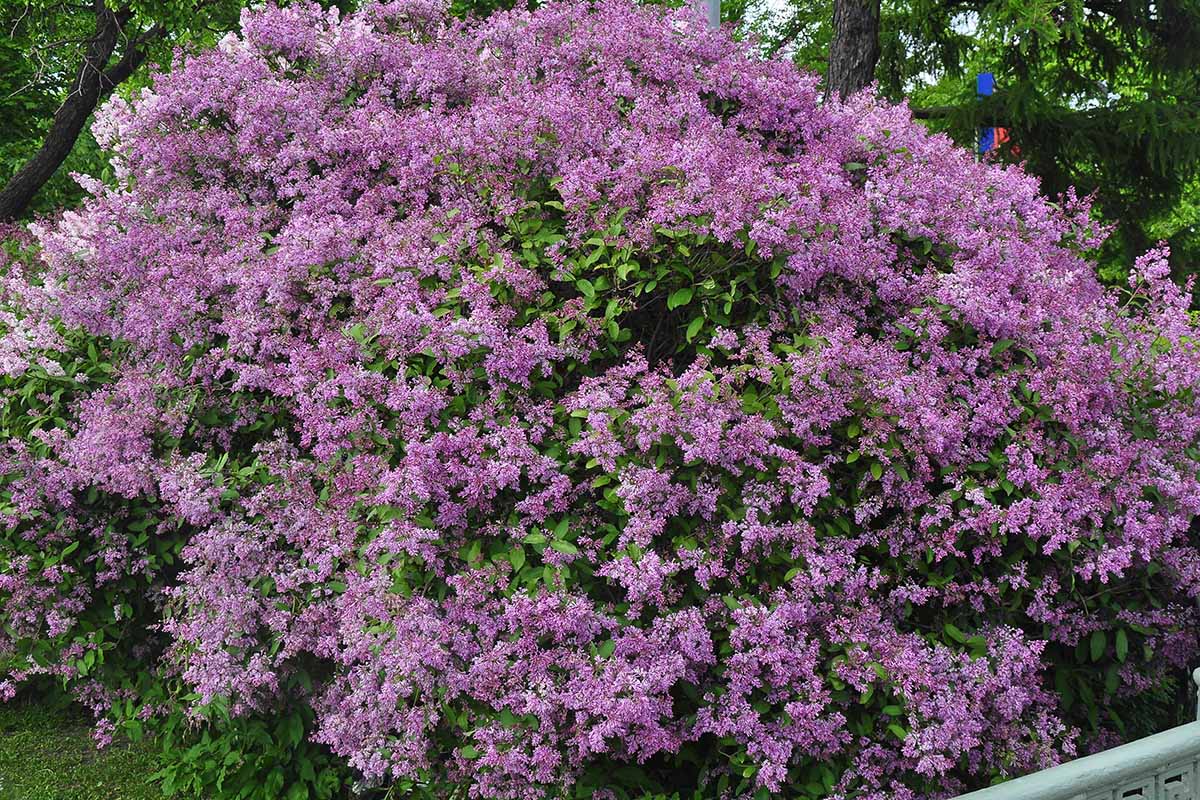 A horizontal image of a large lilac shrub with purple flowers growing in the garden.