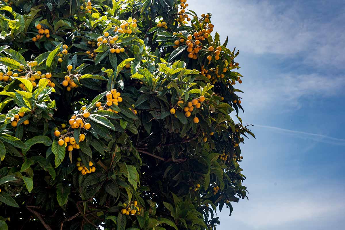 A horizontal image of a large, mature loquat tree growing in a sunny garden pictured on a blue sky background.