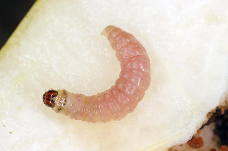 A close up horizontal image of a codling moth caterpillar pictured on a white background.