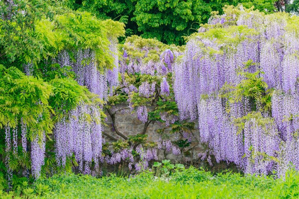 Wisteria vine with purple blooms growing on a rock wall.