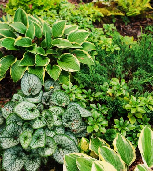A variety of shade tolerant plants including hostas and others under a tree canopy.