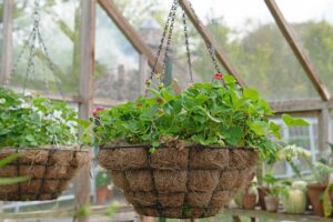 Strawberry plants in a hanging basket lined with a coconut coir mat.