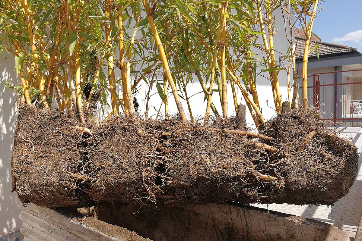 A horizontal image of a large clump of bamboo lifted out of a rectangular planter.