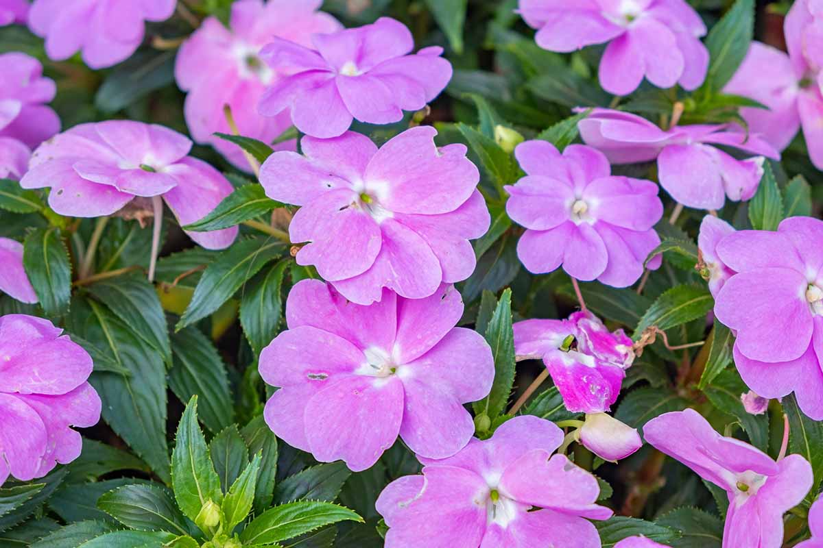 A close up horizontal image of pink New Guinea impatiens flowers growing in the garden.
