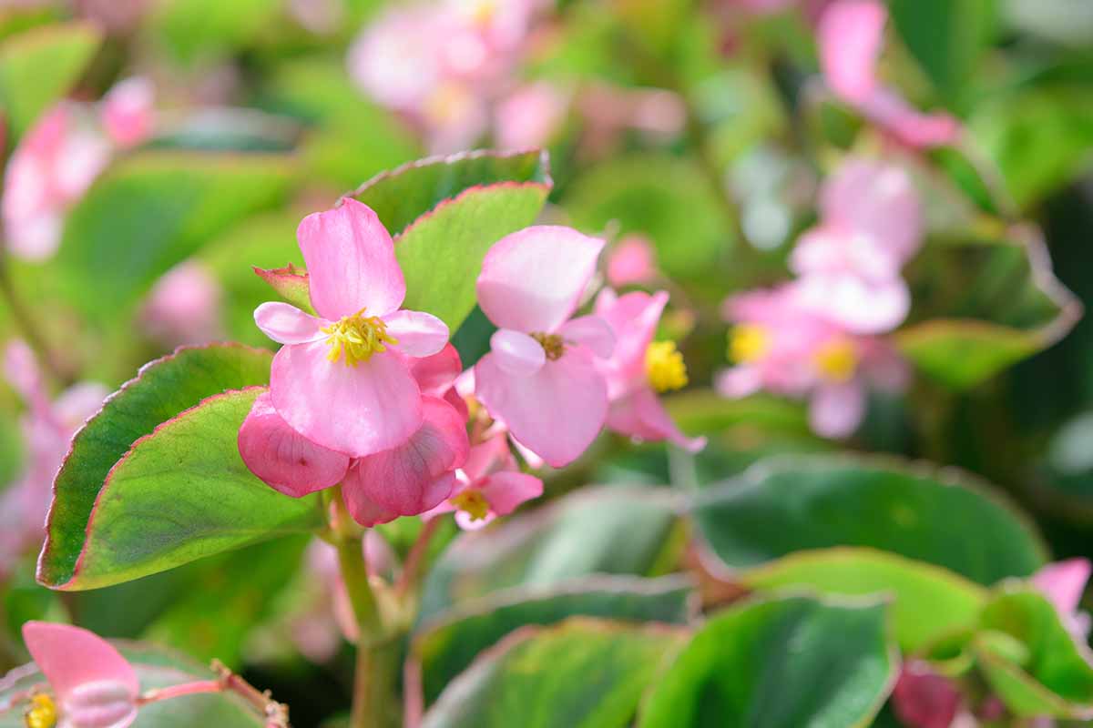 A horizontal image of light pink wax begonia flowers growing in the garden pictured on a soft focus background.