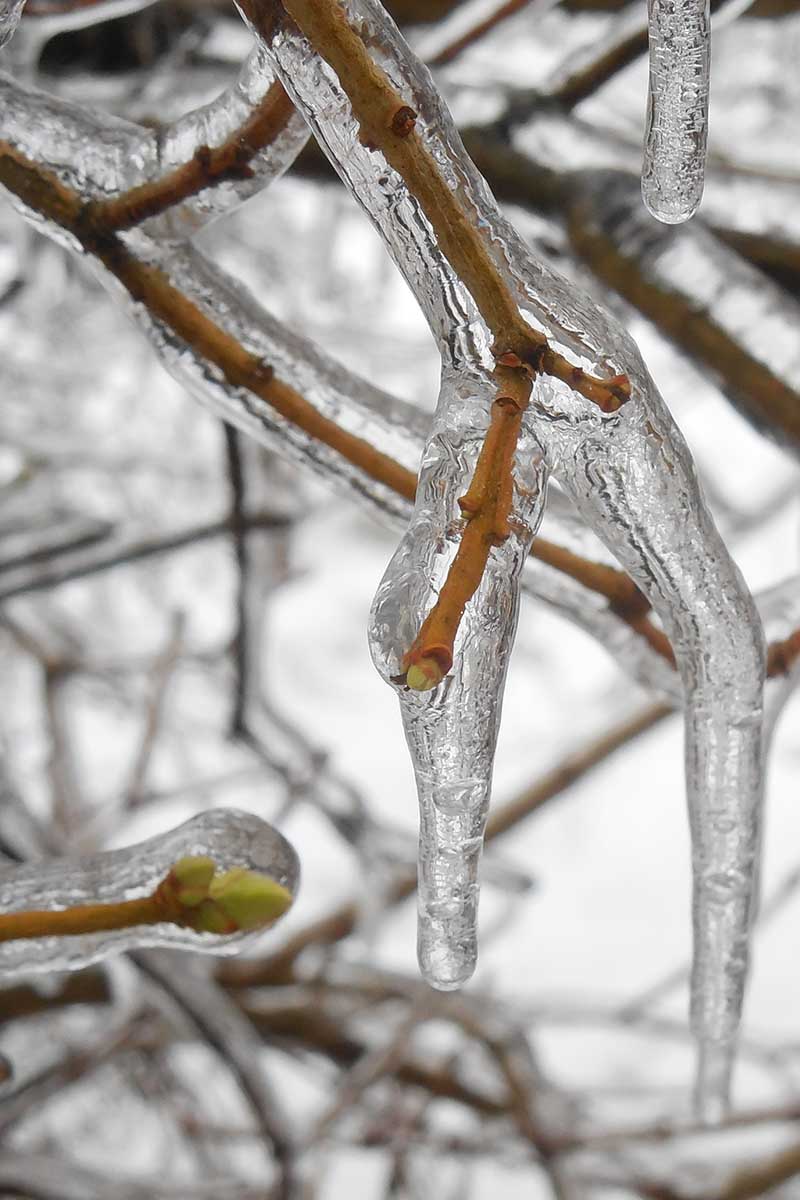A close up vertical image of the branches of a lilac shrub covered in ice in winter.