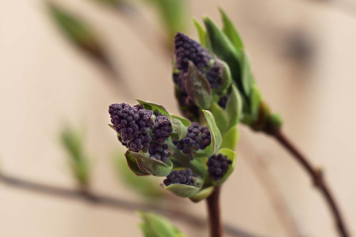 A close up horizontal image of lilac flower buds on the end of branches, pictured on a soft focus background.