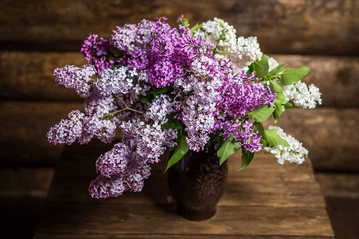 A horizontal image of a bouquet of white, pink, and purple lilacs in a decorative vase set on a wooden surface.