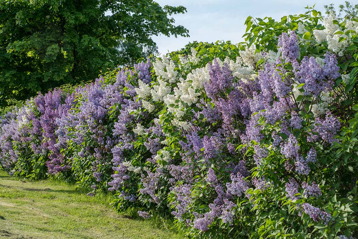 A horizontal image of a large lilac hedge with purple and white flowers pictured on a blue sky background.