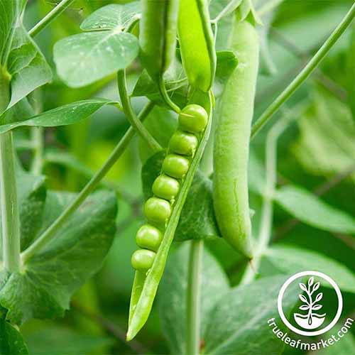 A close up square image of 'Lincoln' pods growing in the garden, with one split open to reveal the peas inside. To the bottom right of the frame is a white circular logo with text.