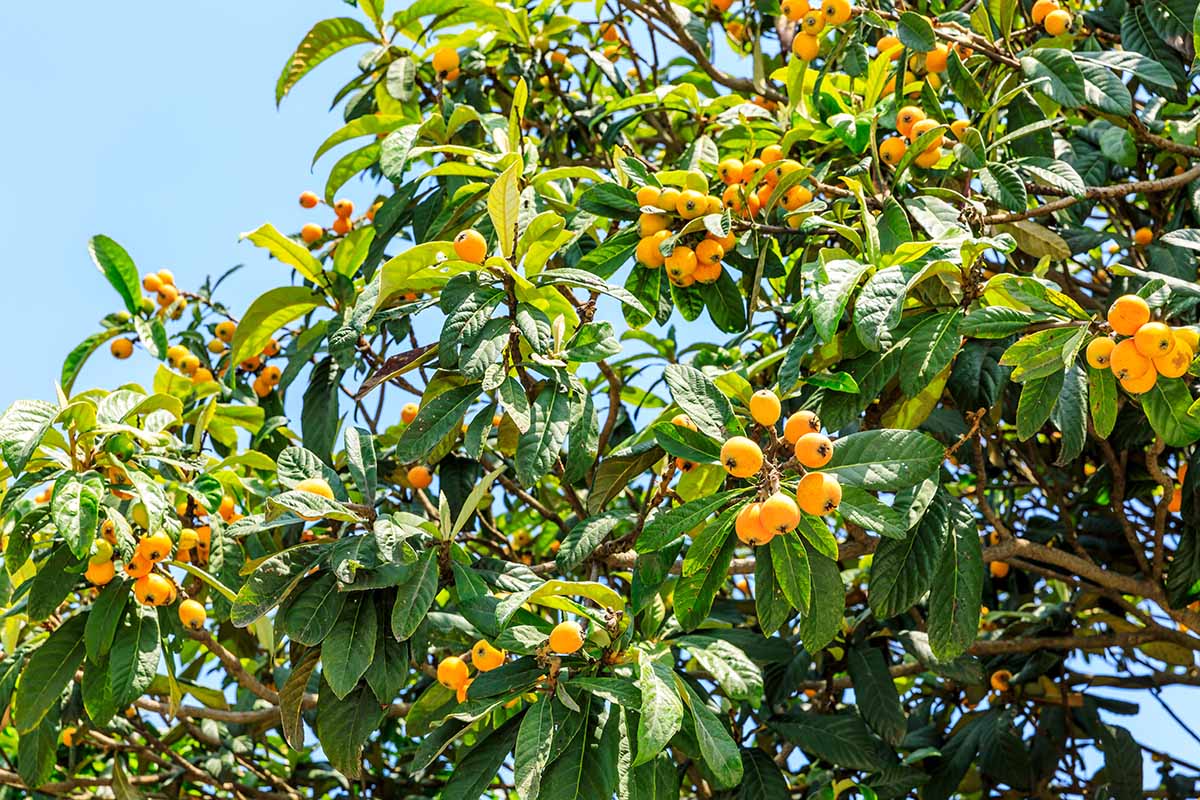 A horizontal image of the branches and fruits of a loquat tree pictured on a blue sky background.
