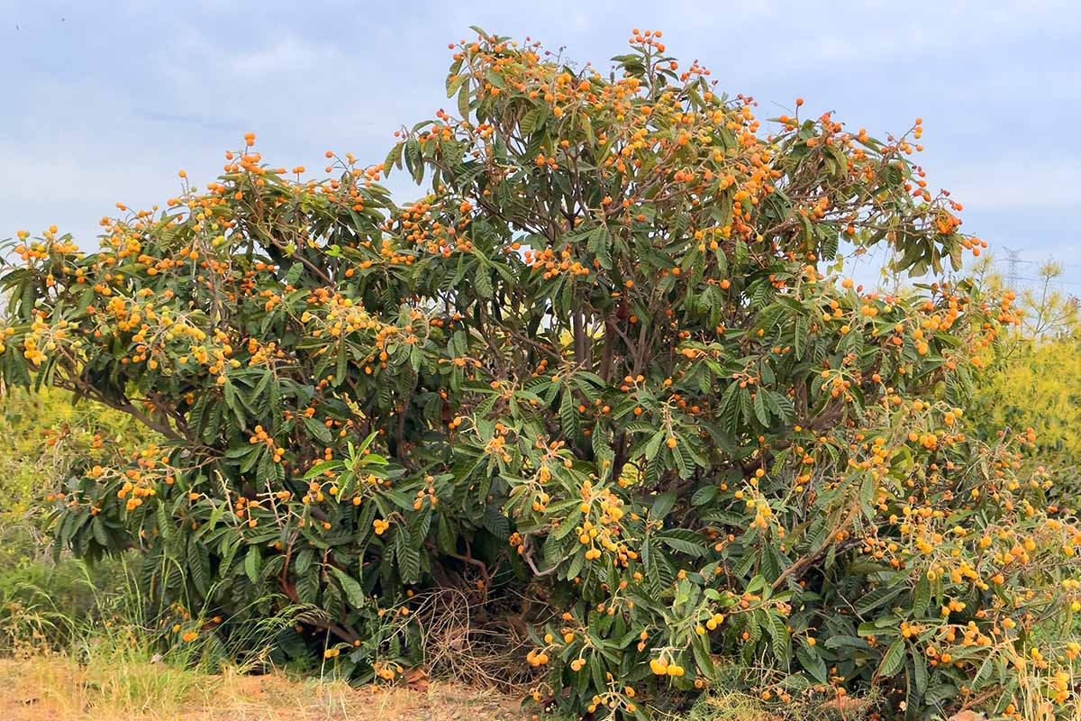 A horizontal image of a large Eriobotrya japonica growing in the garden.