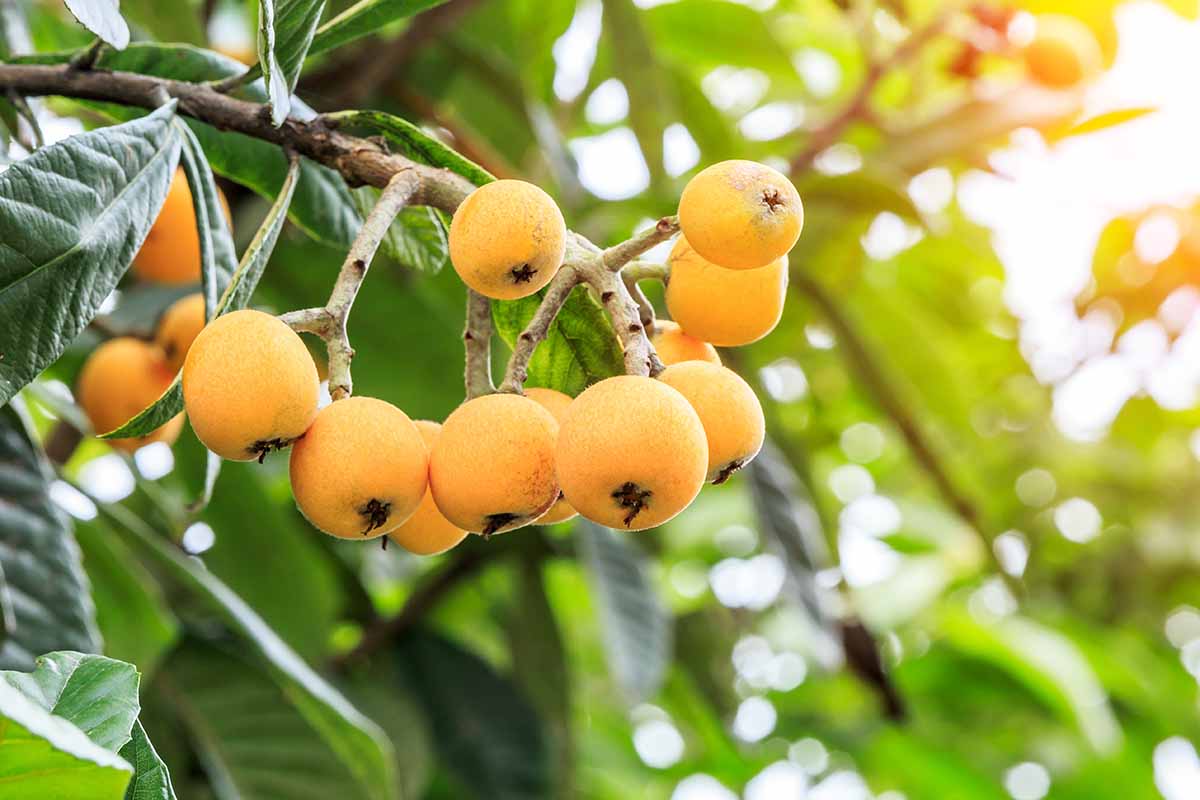 A close up horizontal image of fruits ripening on an Eriobotrya japonica tree pictured in light evening sunshine on a soft focus background.