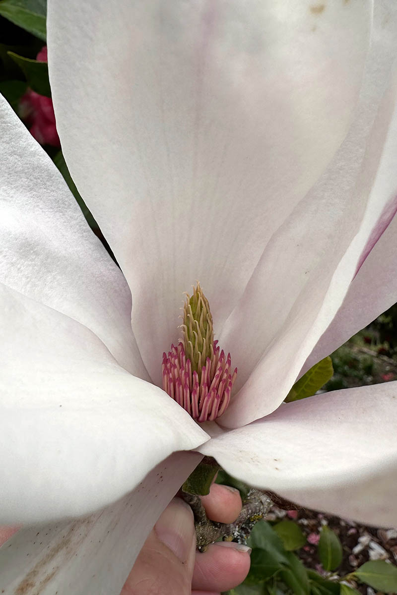A close up vertical image of the inside of a magnolia flower showing the developing fruit.