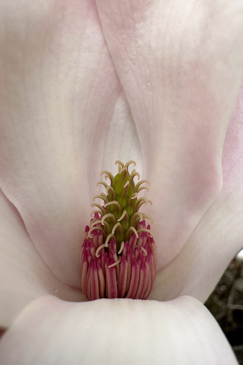 A close up vertical image of the fruit in the center of a magnolia flower.