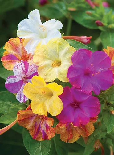 A vertical image of purple, pink, yellow, white, and bicolored four o'clocks (Mirabilis jalapa) growing in the garden.