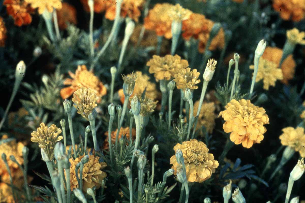 A horizontal image of a large clump of marigolds infected with aster yellows.