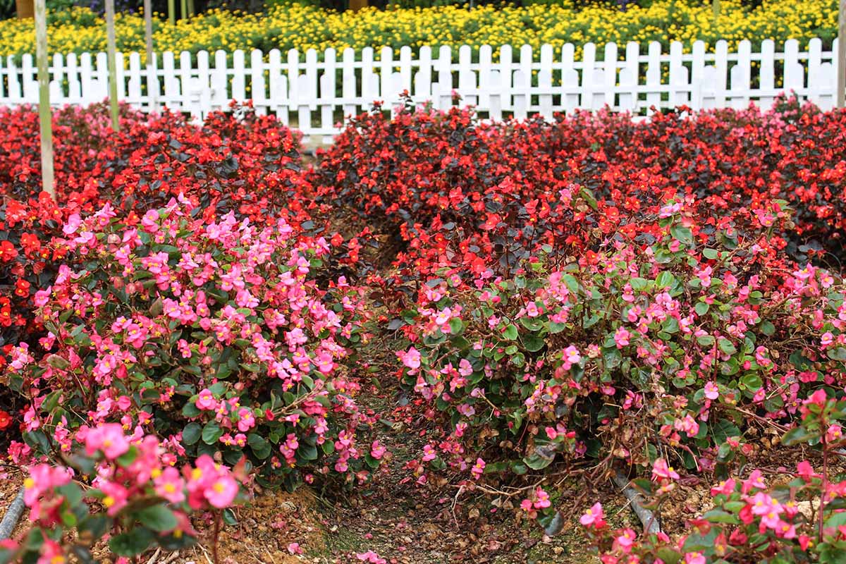 A horizontal image of colorful wax begonias mass planted in the garden with a white picket fence in the background.