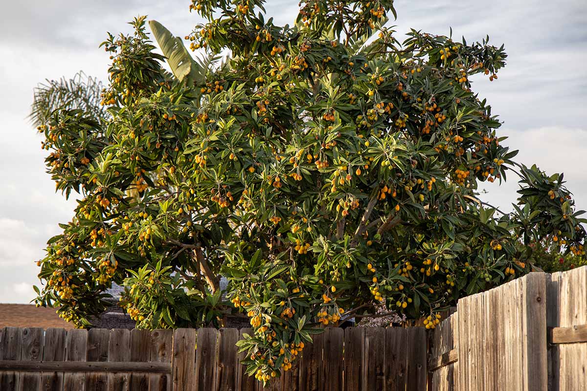 A horizontal image of a loquat tree growing behind a wooden fence, laden with ripe fruit, pictured in evening sunshine.