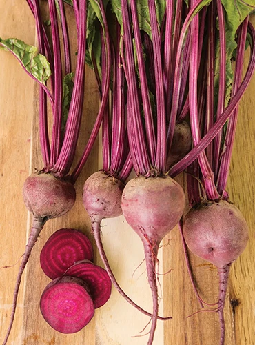 A vertical image of four 'Merlin' roots on a wooden surface indoors. In the lower left corner are three beet slices.