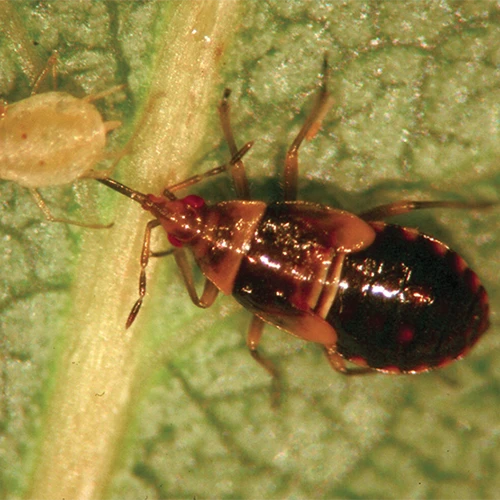 A close up of a minute pirate bug killing an aphid.