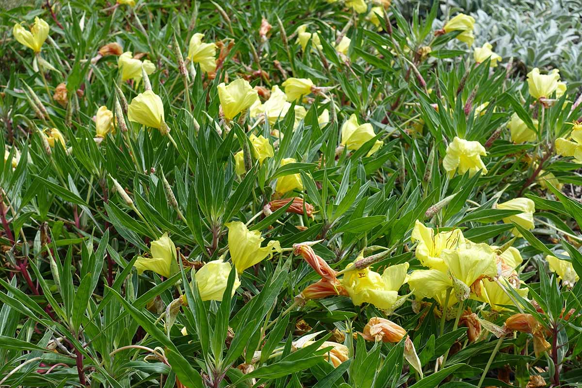 A horizontal image of Oenothera macrocarpa growing en masse in the garden.