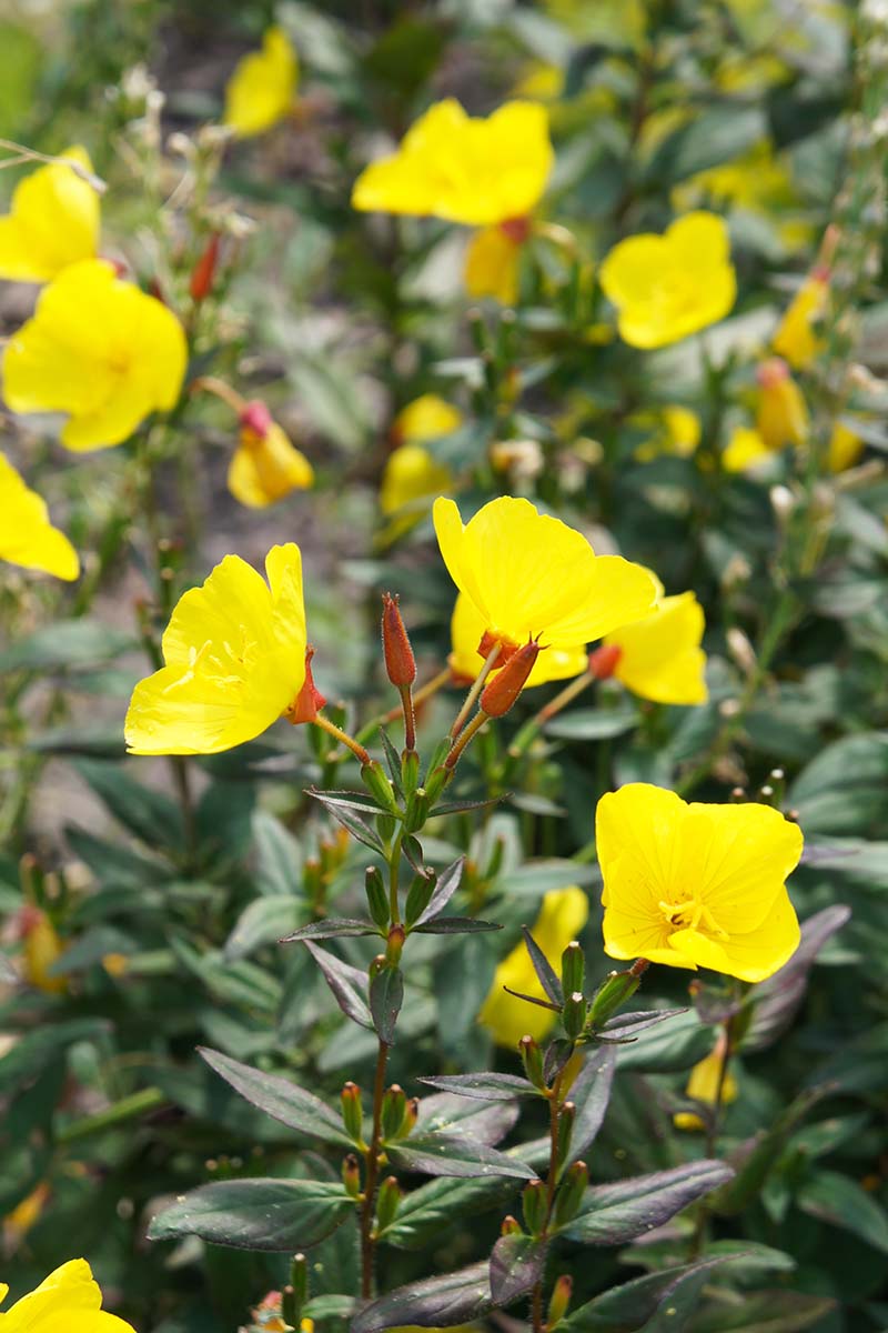 A close up vertical image of yellow Oenothera macrocarpa flowers growing in the garden pictured on a soft focus background.
