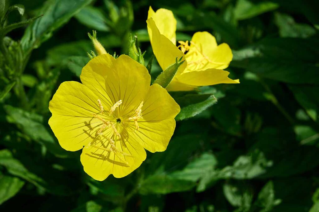 A horizontal image of yellow Oenothera macrocarpa flowers pictured in bright sunshine with foliage in soft focus in the background.