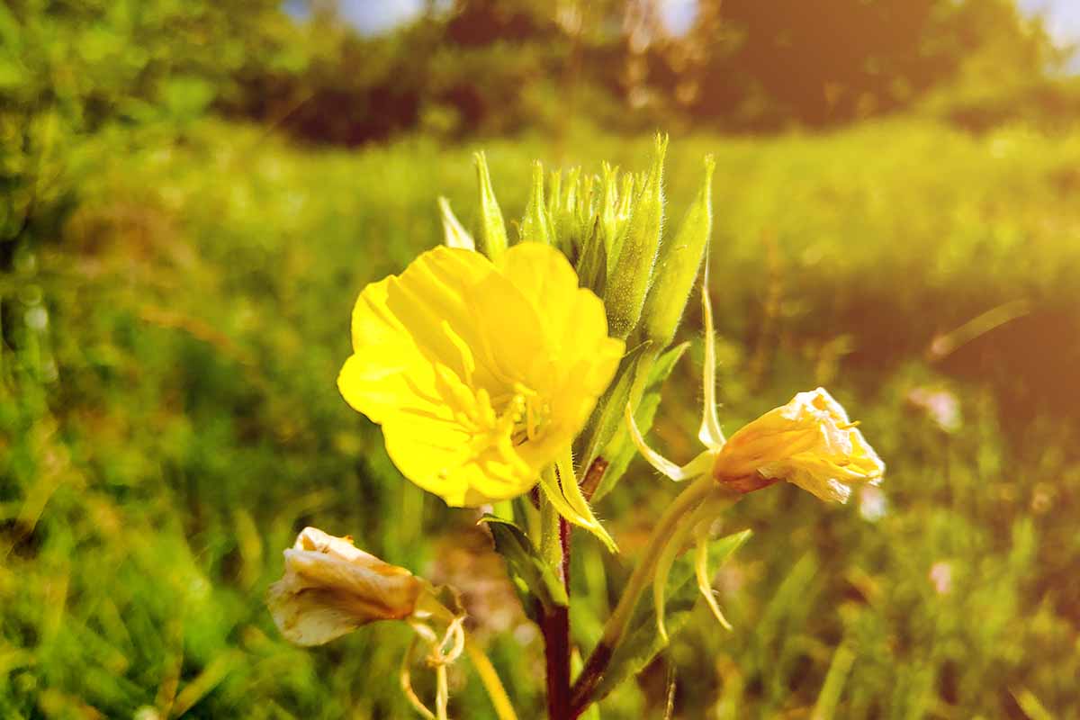 How To Grow Missouri Evening Primrose Gardener s Path How To Grow Missouri Evening Primrose Gardener s Path