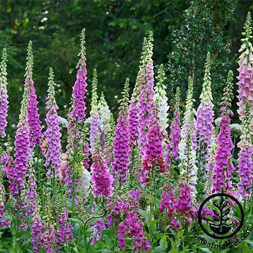 A square image of pink and white foxgloves growing in a border. To the bottom right of the frame is a black circular logo with text.