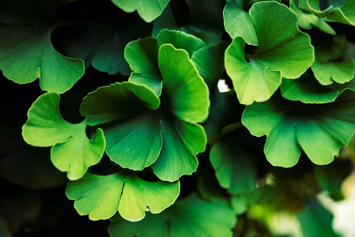 A close up horizontal image of the green foliage of a Ginkgo biloba tree pictured on a dark background.