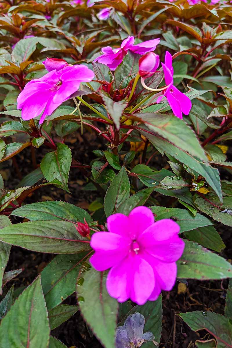 A close up vertical image of bright pink New Guinea impatiens flowers growing in the garden.