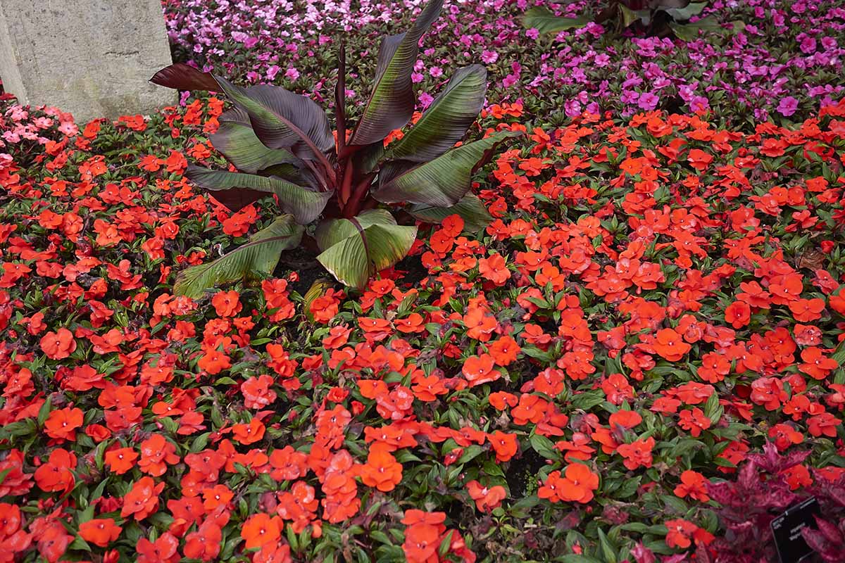 A horizontal image of mass planted New Guinea impatiens flowers growing in the garden.