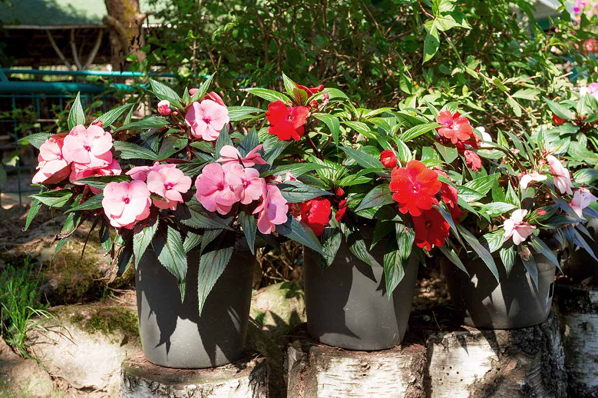 A horizontal image of potted impatiens set outside in a sunny location.