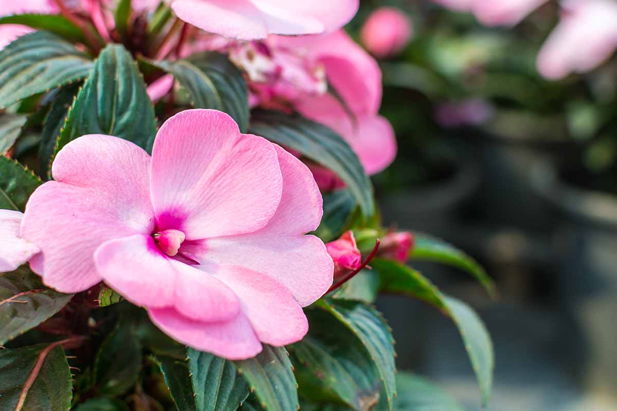 A close up horizontal image of pink New Guinea impatiens pictured on a soft focus background.